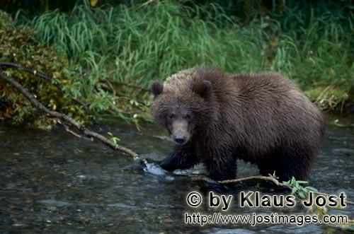 Braunbaer/Brown Bear/Ursus arctos horribilis    Junger Braunbaer beim Lachsfischen im Fluß  Brown Bea