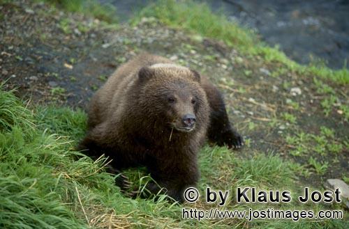 Braunbaer/Brown Bear/Ursus arctos horribilis    Liegender junger Braunbaer am Brooks River      