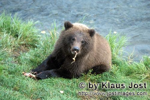 Brown Bear/Ursus arctos horribilis        The salmon tasted the small brown bear        Mama brow
