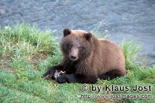 Braunbaer/Brown Bear/Ursus arctos horribilis        Young Brown Bear with salmon            