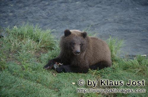Braunbaer/Brown Bear/Ursus arctos horribilis    Junger Braunbaer mit Lachs am Brooks River      