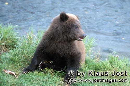 Braunbaer/Brown Bear/Ursus arctos horribilis        Young Brown Bear with salmon        