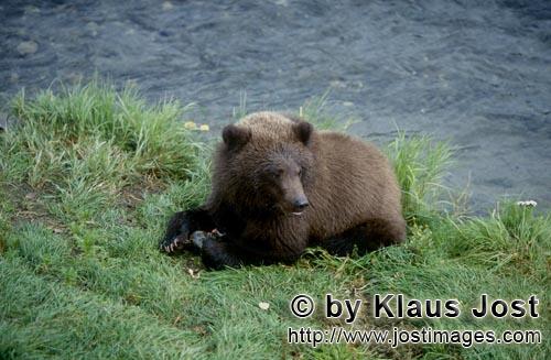 Braunbaer/Brown Bear/Ursus arctos horribilis    Junger Braunbaer mit Lachsrest am Brooks River      