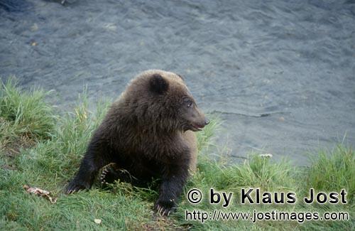Braunbaer/Brown Bear/Ursus arctos horribilis        Young brown bear is waiting for his mother    