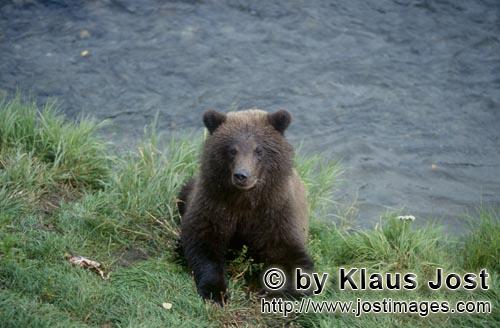 Braunbaer/Brown Bear/Ursus arctos horribilis    Junger Braunbaer am Brooks River      