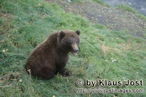 Braunbaer/Brown Bear/Ursus arctos horribilis            Young brown bear on the Brooks River        