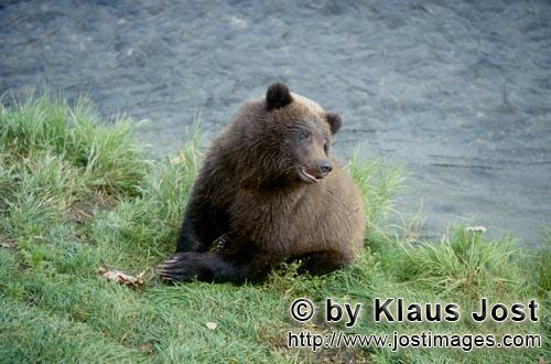 Braunbaer/Brown Bear/Ursus arctos horribilis    Junger Braunbaer am Brooks River      