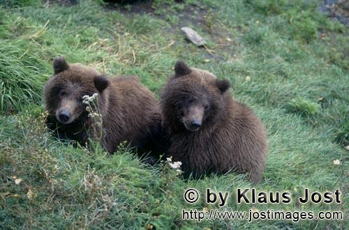 Braunbaeren/Brown Bears/Ursus arctos horribilis    Zwei junge Braunbaeren am Flußufer  Young Brown Be