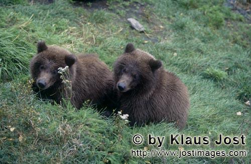 Braunbaeren/Brown Bears/Ursus arctos horribilis    Zwei junge Braunbaeren am Flußufer  Young Brown Be