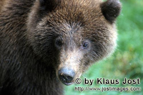 Braunbaer/Brown Bear/Ursus arctos horribilis        Portrait of a young Brown bear        