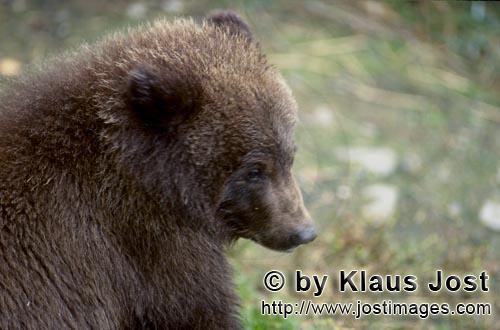 Braunbaeren/Brown Bears/Ursus arctos horribilis    Portraet junger Braunbaer  