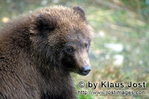 Brown Bear/Ursus arctos horribilis        Portrait of a young Brown bear        