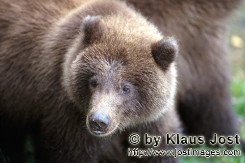 Braunbaer/Brown Bear/Ursus arctos horribilis        Portrait of a young Brown bear        
