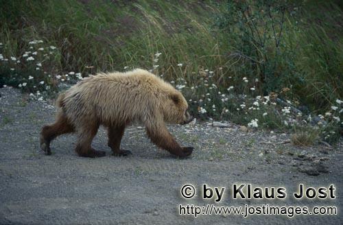 Braunbaer/Brown Bear/Ursus arctos horribilis    Braunbaer auf dem Weg zum Brooks River  