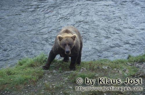 Braunbaeren/Brown Bears/Ursus arctos horribilis    Braunbaerin am Flußufer  