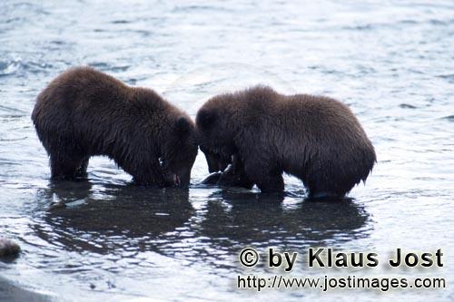 Braunbaer/Brown Bear/Ursus arctos horribilis        Young Brown Bears fishing salmon in the river</b