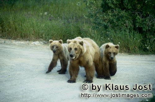 Braunbaer/Brown Bear/Ursus arctos horribilis    Braunbaerin mit Jungbaeren auf dem Weg zum Brooks Riv