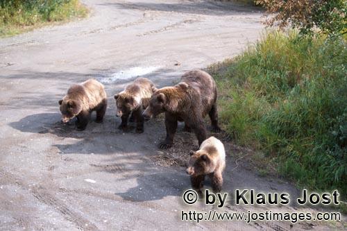 Brown Bear/Ursus arctos horribilis        Brown Bear with triplet        Mother brown bear an