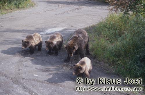 Braunbaer/Brown Bear/Ursus arctos horribilis    Braunbaerin unterwegs mit drei Jungbaeren  
