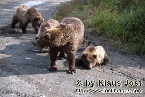 Brown Bear/Ursus arctos horribilis        She-bear with three brown bear cubs            