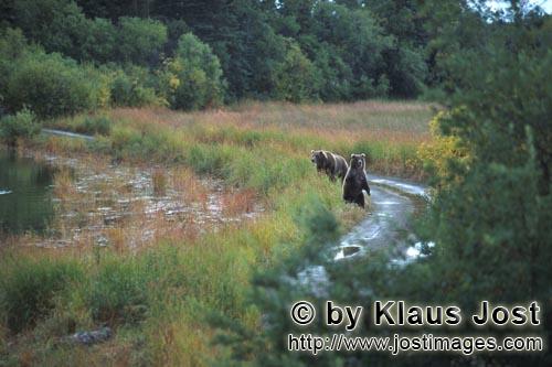 Braunbaeren/Brown Bears/Ursus arctos horribilis        Brown bear family travelling along the riverbank
