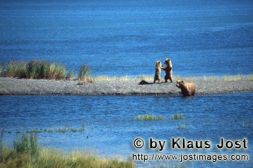 Braunbaeren/Brown Bears/Ursus arctos horribilis        Playing small bears on a spit        