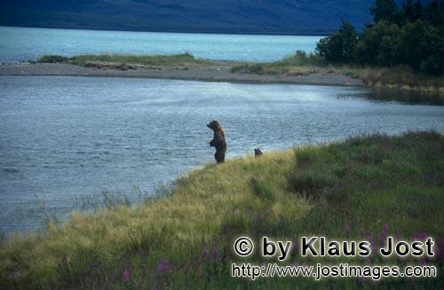 Braunbaer/Brown Bear/Ursus arctos horribilis    Braunbaerin mit Jungbaer am Naknek Lake  