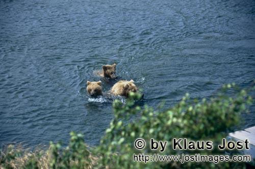 Braunbaer/Brown Bear/Ursus arctos horribilis    Braunbaerin mit Jungbaeren im Brooks River  