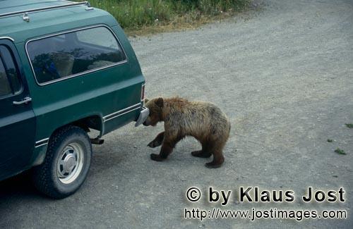 Braunbaer/Brown Bear/Ursus arctos horribilis    Junger Braunbaer an einem Auto am Brooks Camp  
