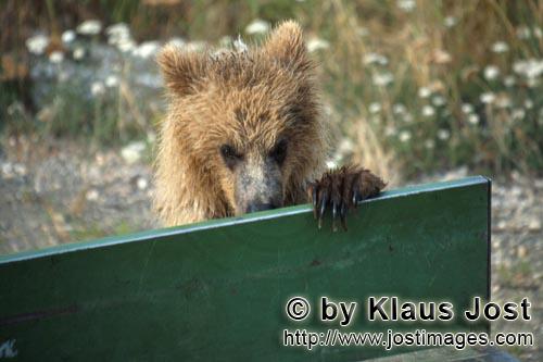 Brown Bear/Ursus arctos horribilis        Young brown bear looks at the loading area        