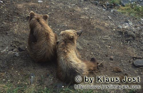 Braunbaer/Brown Bear/Ursus arctos horribilis    Junge Braunbaeren am Brooks River  