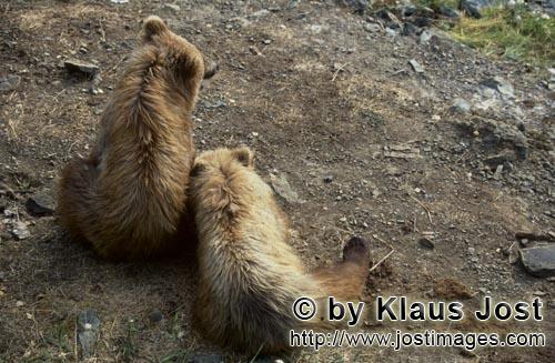 Braunbaer/Brown Bear/Ursus arctos horribilis    Junge Braunbaeren am Brooks River      