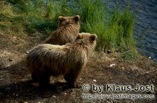 Braunbaer/Brown Bear/Ursus arctos horribilis    Junge Braunbaeren am Brooks River      