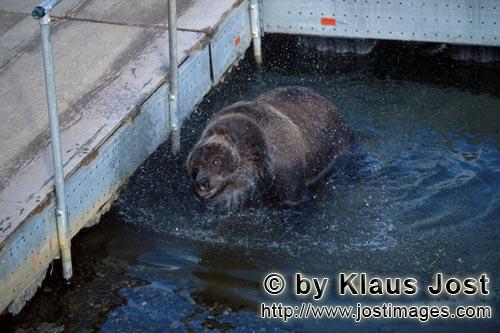 Brown Bear/Ursus arctos horribilis        Brown bear at the pontoon bridge        