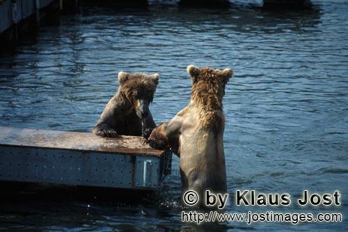 Braunbaer/Brown Bear/Ursus arctos horribilis        Brown bears on the Ponntoon bridge        