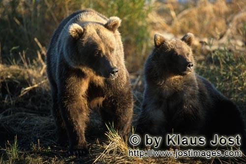 Braunbaeren/Brown Bears/Ursus arctos horribilis        Bear familiy         