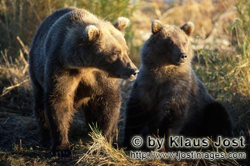 Brown Bears/Ursus arctos horribilis        Brown bears in the morning sun        