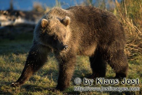 Braunbaer/Brown Bear/Ursus arctos horribilis        Young Brown Bear        In the tall grass, the <