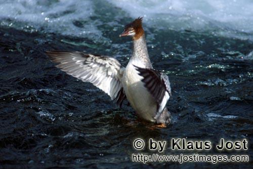 Goosander/Mergus Merganser        Goosander flaps its wings         The ducks large water bird</b