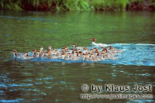 Goosander/Mergus Merganser        Goosander-Formation        The ducks large water bird is an