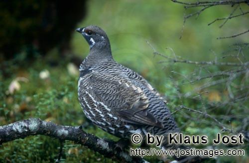 Spruce Grouse/Dendragapus canadensis        Spruce grouse on the Brooks River        In the dense un
