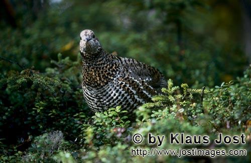 Spruce Grouse/Dendragapus canadensis        Spruce Grouse looking for berries        In the dense un