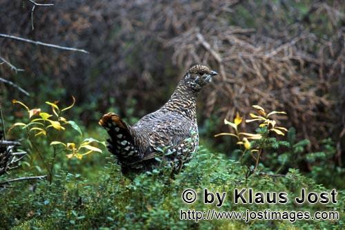 Spruce Grouse/Dendragapus canadensis        Spruce Grouse collects beeries        In the dense under