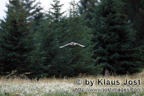 Mew gull/Larus canus brachyrhynchus        Mew Gull in the approach        