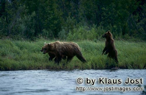 Braunbaer/Brown Bear/Ursus arctos horribilis    Braunbaeren am Flußufer    
