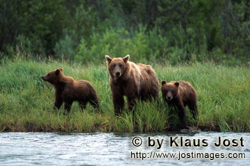 Brown Bears/Ursus arctos horribilis        Three brown bears at a nameless river    