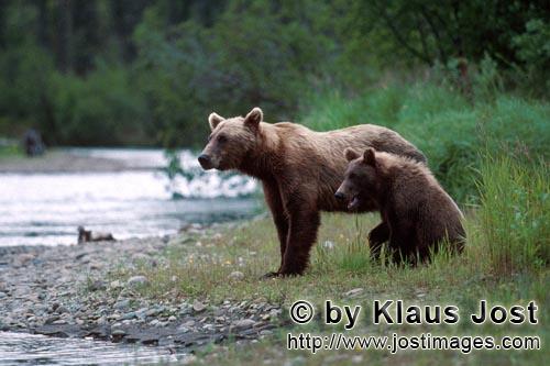 Brown Bears/Ursus arctos horribilis        Sow with her spring cub on the riverbank        