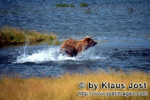 Braunbaer/Brown Bear/Ursus arctos horribilis        Brown Bear fishing for salmon        