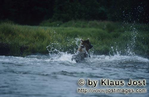 Braunbaer/Brown Bear/Ursus arctos horribilis    Braunbaer beim Lachsfischen im Fluß    