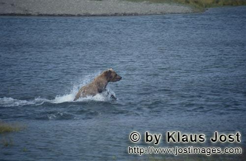 Braunbaer/Brown Bear/Ursus arctos horribilis    Braunbaer beimLachsfischen im Fluß    